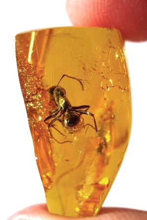 Ant inside Baltic amber